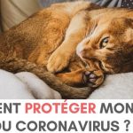 Le coronavirus, est-il dangereux pour mon chat ? Comment le protéger ?