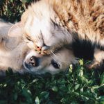 chiens